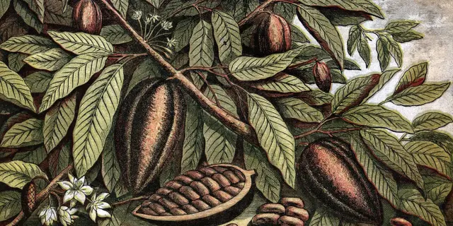 Affiche Cacao