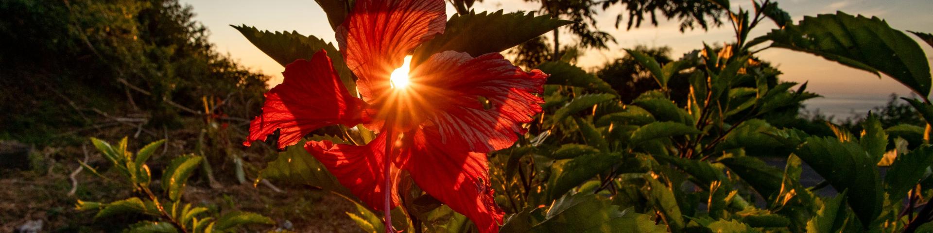 Hibiscus Fleur Soleil Mayotte 2019 Nature Flore Sunset 9817 Original Min