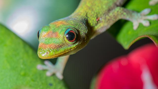 Macro Gecko Mayotte 2019 Faune Phelsuma Laticauda Lezard Nature Animaux 2638 Original