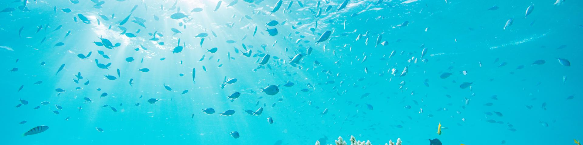 Mayott Ngouja Corail Coraux Chromis Poissons Nature Lagon 9101 Original (1)