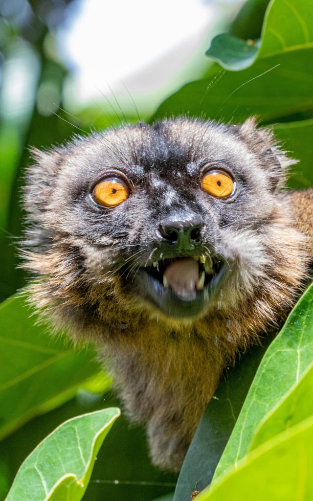 Mayotte Nature Plage Ngouja Maki Mange Baies 0615 Original Min