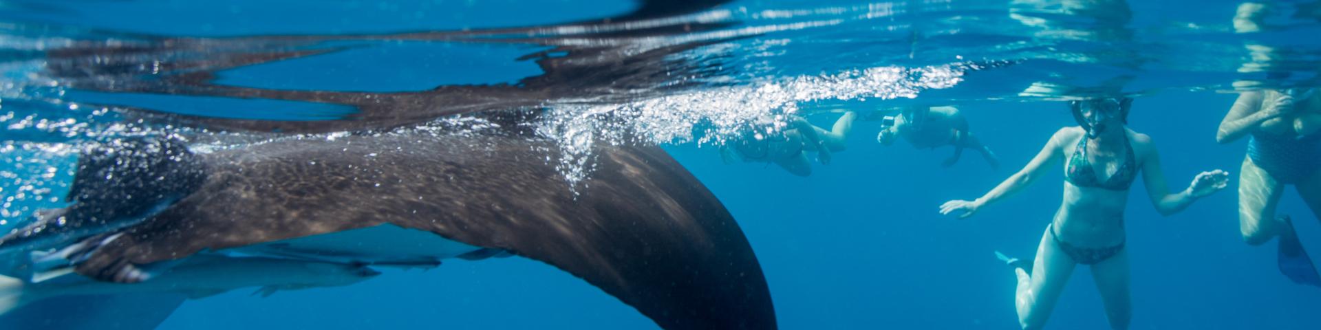 Mayotte Nature Underwater Sous Marin Manta Touristes Mise À Leau 3167 Original