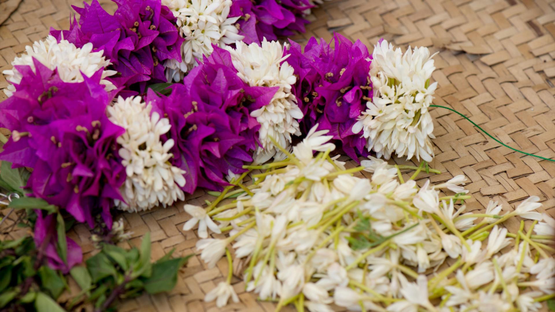 Le jasmin Mayotte tourisme