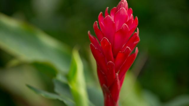 Jardin de Coconi, fleur,