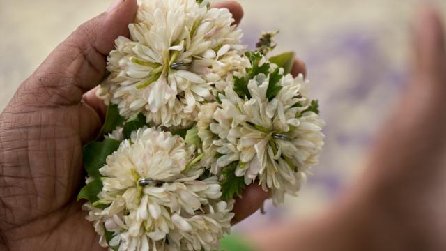 Debat, danse, jasmin, fleurs,