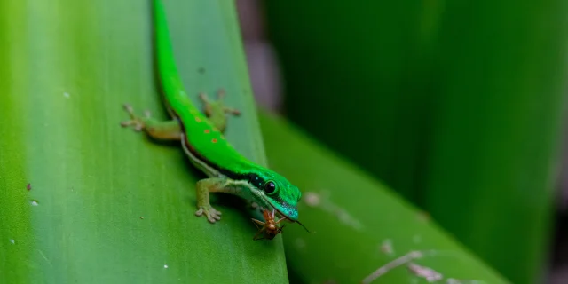Phelsuma Nigristriata Hadrien Vives Mayotte
