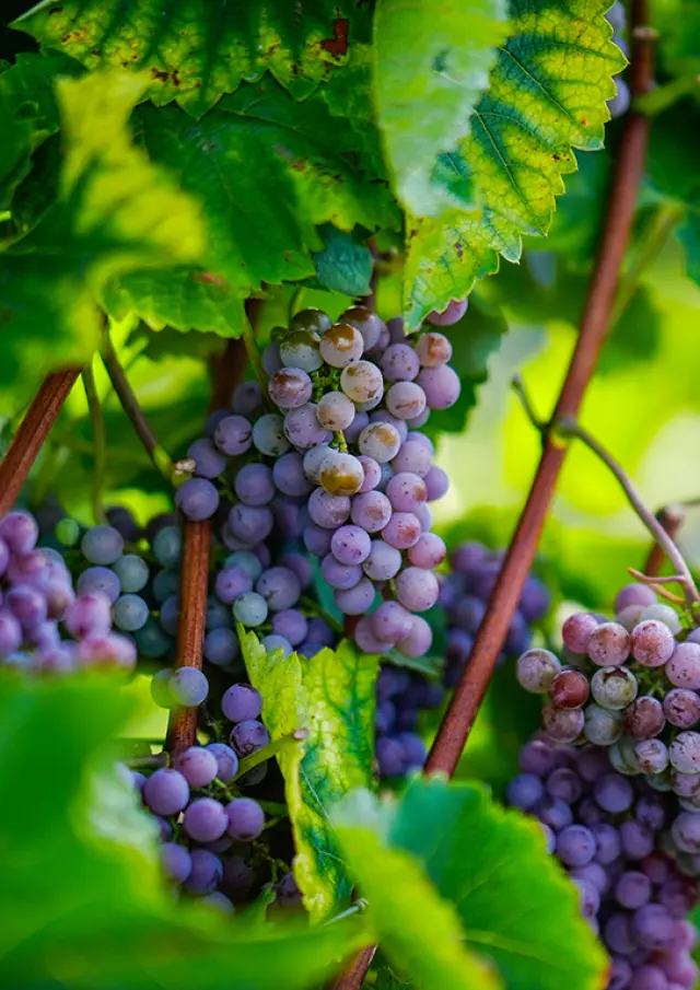 Hainaut Tourisme 10092025 004