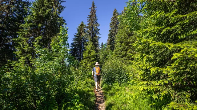 Rando Bois Foret Megeve Montagne Ete