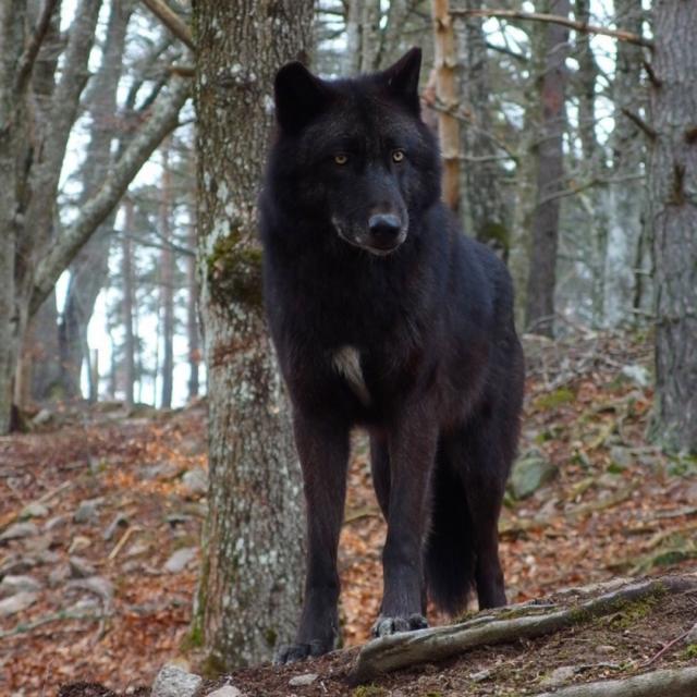 Instagram #lozere