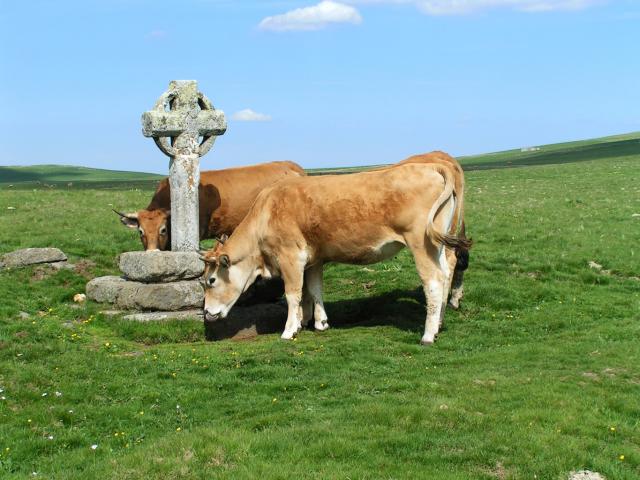 Vache Cx Rhodes J.p.peytavin