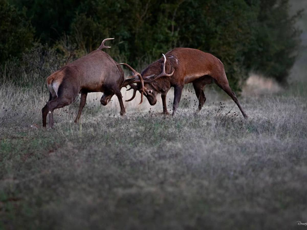 Brame Du Cerf, Séjour Découverte Du Cerf, Suivre Les Traces, écouter Le ...