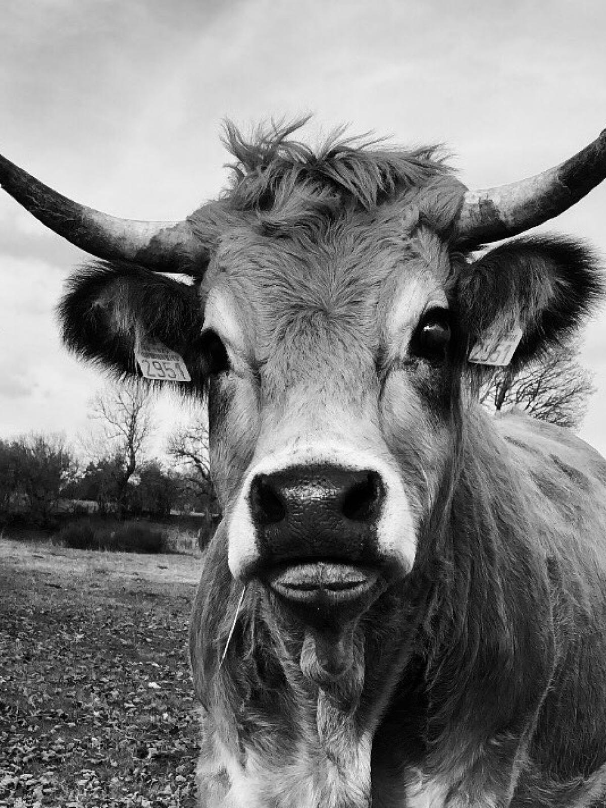 Aubrac, eine endlose Landschaft, eine riesige Weidefläche im Herzen des