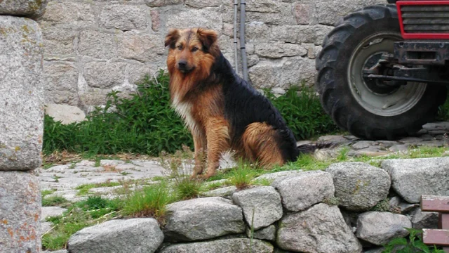 Chien Ferme Portrait©c.duclot Oti.mende
