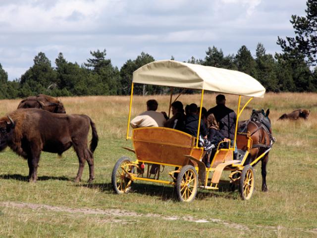 bisons-2.jpg
