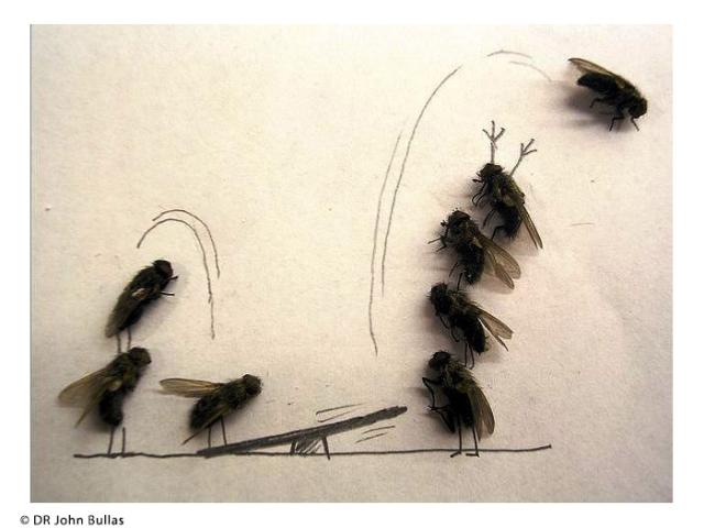 Résidence Musca Libera