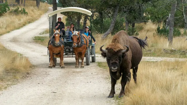 Reserve de Bisons d'Europe en Margeride - Lozère (48)
