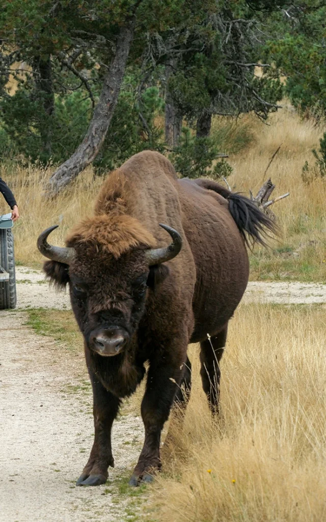 Reserve de Bisons d'Europe en Margeride - Lozère (48)