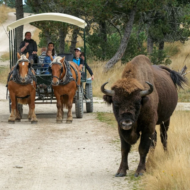 Reserve de Bisons d'Europe en Margeride - Lozère (48)
