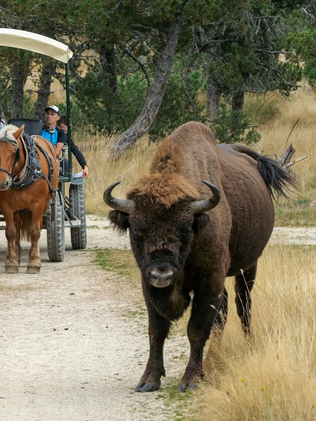 Reserve de Bisons d'Europe en Margeride - Lozère (48)