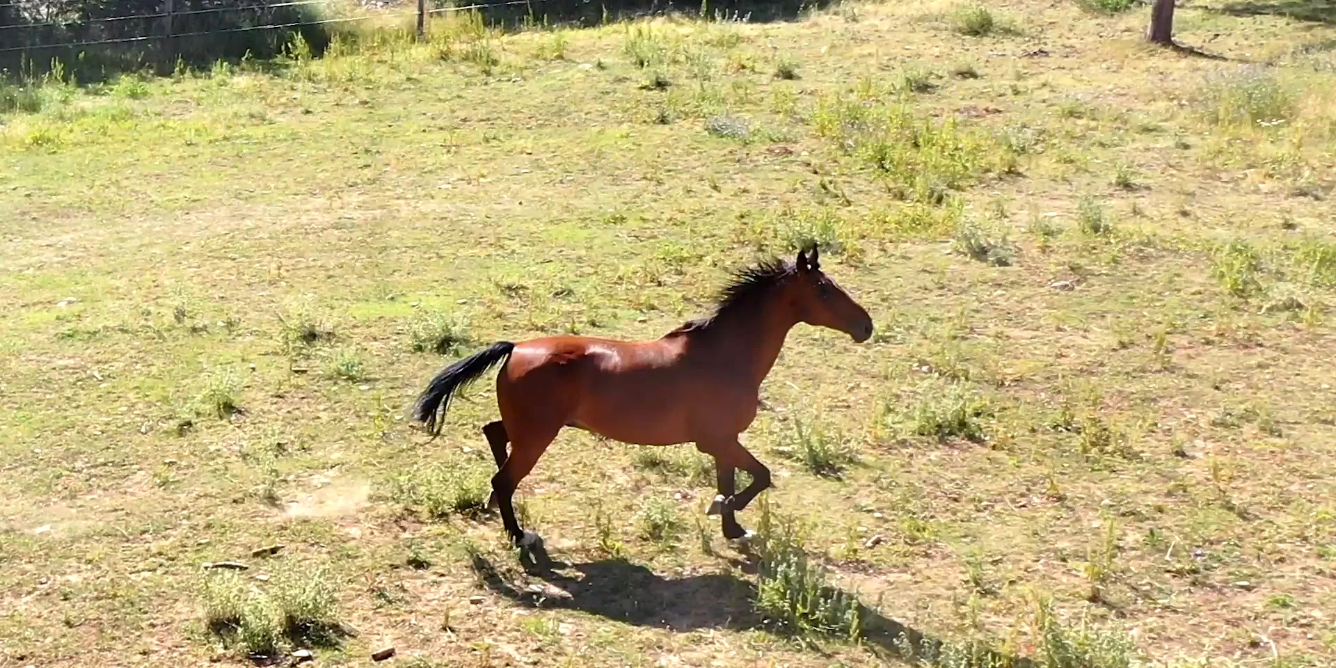 Cheval au centre équestre du Causse d'Auge