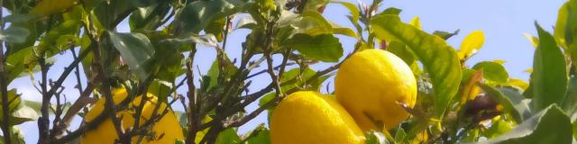 Menton lemons, the jewel of the Côte d'Azur