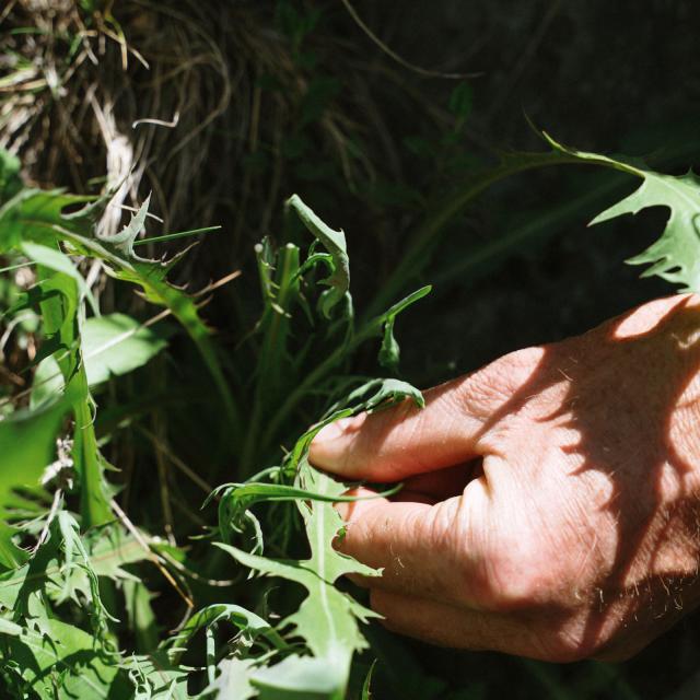 cueillette-plantes-pango-visual.jpg