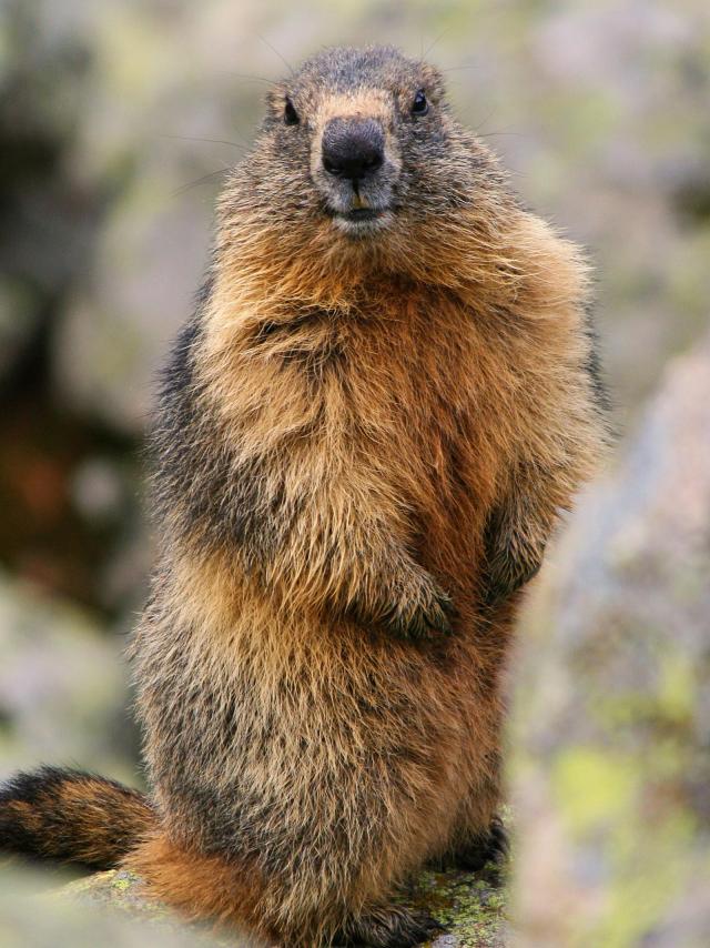 Marmotte