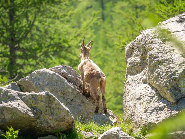 Chamois Nature Biodiversite Parc National Du Mercantour