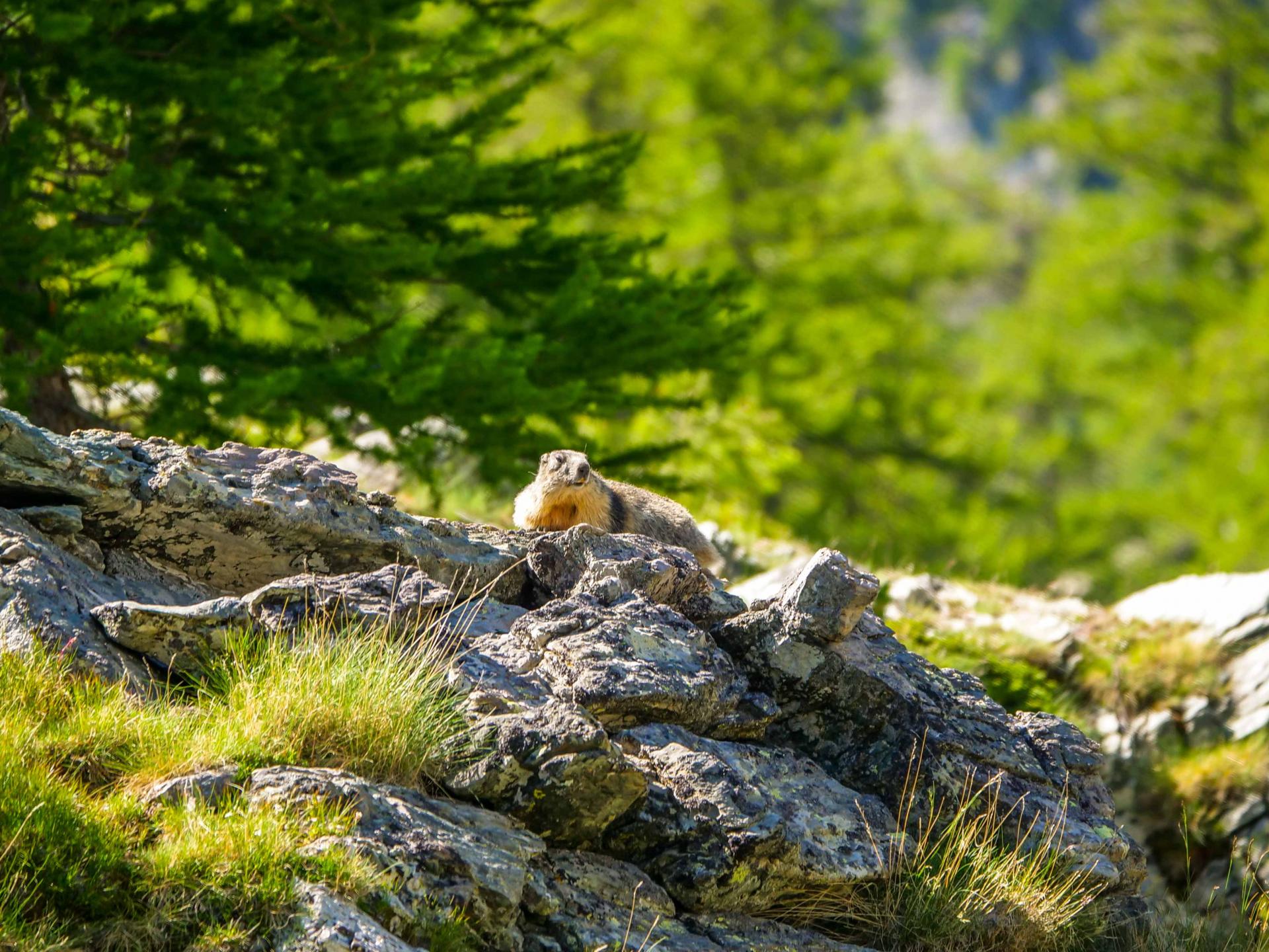 Camping Parc SaintMichel (Menton) Office de Tourisme Menton, Riviera