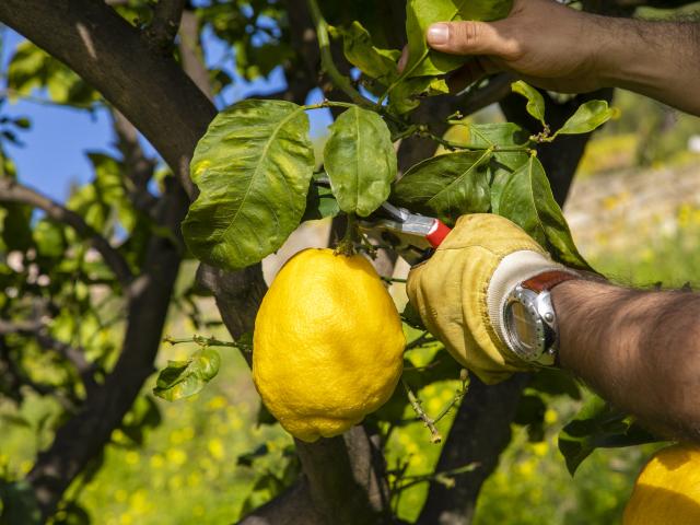 citrons csetta