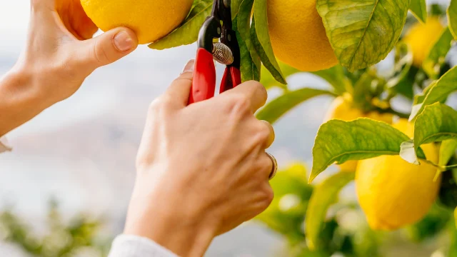 Domaine De La Maison Gannac Menton Recolter Citron Lesconteurs
