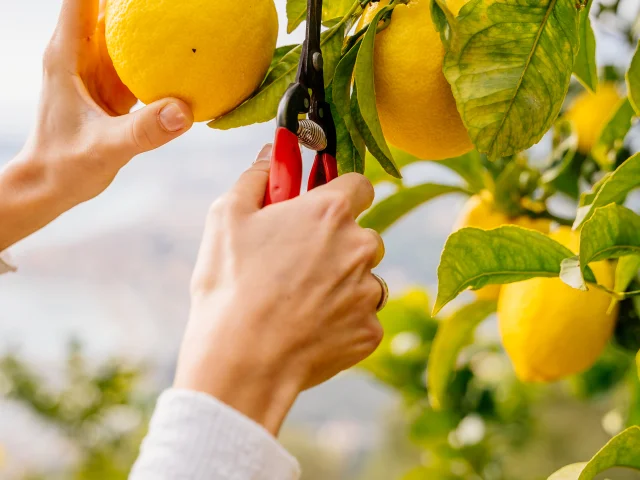 Domaine De La Maison Gannac Menton Recolter Citron Lesconteurs