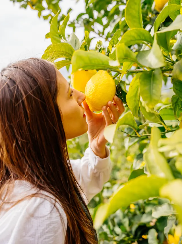 Domaine De La Maison Gannac Menton Sentir Citron Lesconteurs