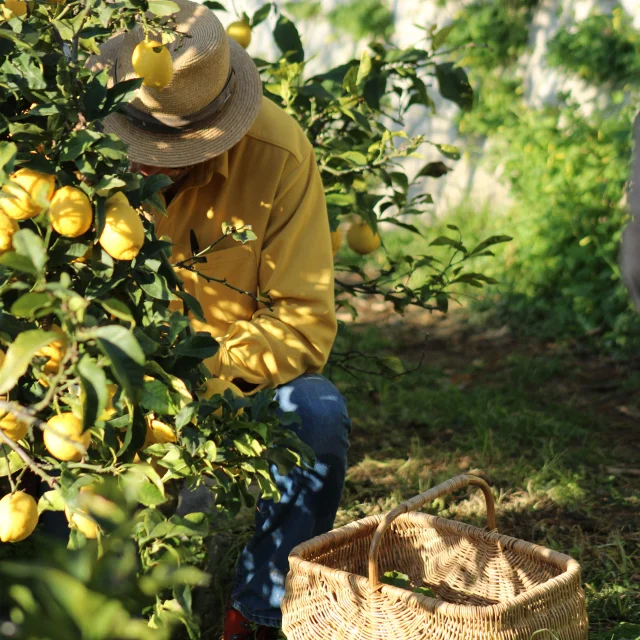 Domaine Gannac Menton Maison Gannac Rotated