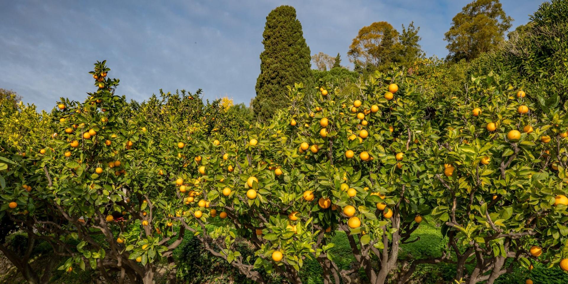 Citron De Menton Credit Ville De Menton