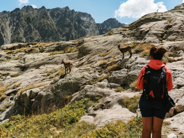 Vallee De La Valmasque Parc National Du Mercantour Avec Animaux Pango Visual