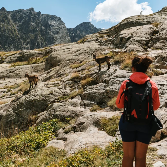 Vallee De La Valmasque Parc National Du Mercantour Avec Animaux Pango Visual