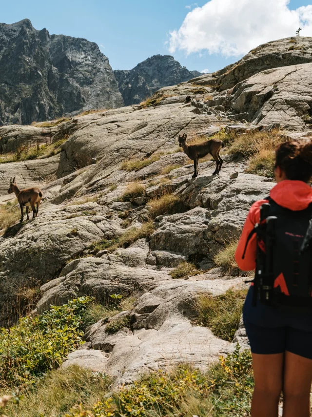 Vallee De La Valmasque Parc National Du Mercantour Avec Animaux Pango Visual