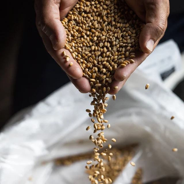 Graines Farine Mitron Bakery Menton Matteo Carassale