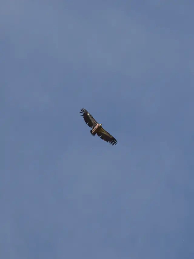 Gipeto Fauna Vallee De La Roya Et Mercantour