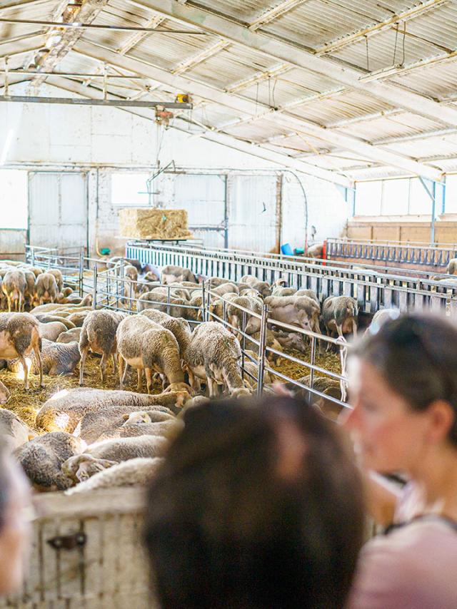 Excursie rond de schapen 38exodams