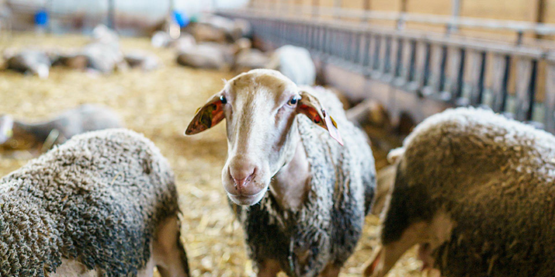 Excursie rond de schapen 41exodams