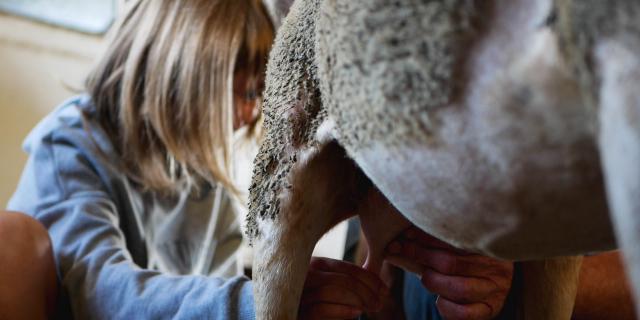 Ooien melken op boerderij De Pinet 13 Ot Millau Grands Causses N. Calmels