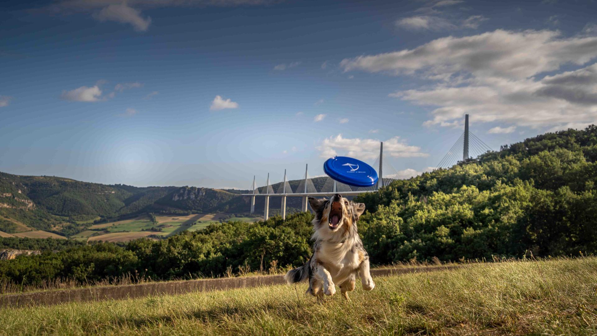 Viaduct Agility course057alexhumbert