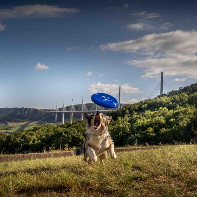 Viaduct Agility course057alexhumbert