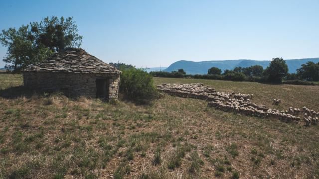 Herd Pres Dune Caselle A St Georges De Luzencon 3ot Millau Grands Causses N. Calmels