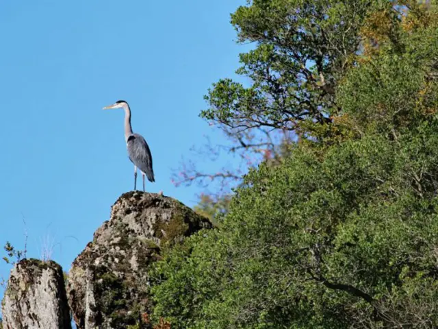 Heron