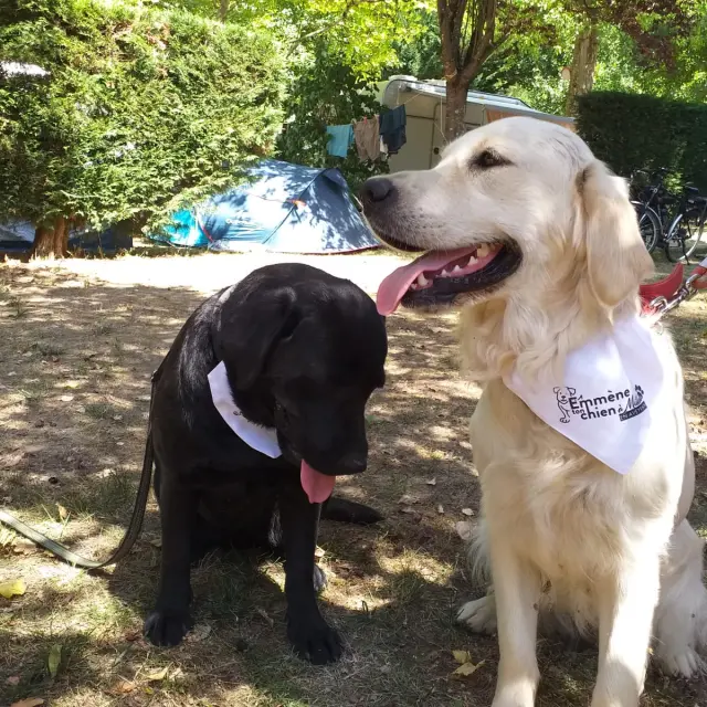 Brigade S Rencontre Toutoux Emmene Ton Chien Exploremillau 16