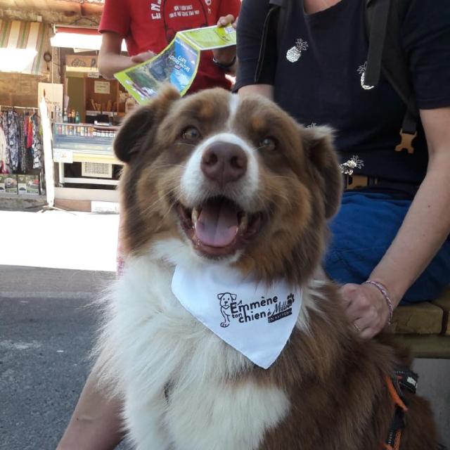Brigade S Rencontre Toutoux Emmene Ton Chien Exploremillau 13