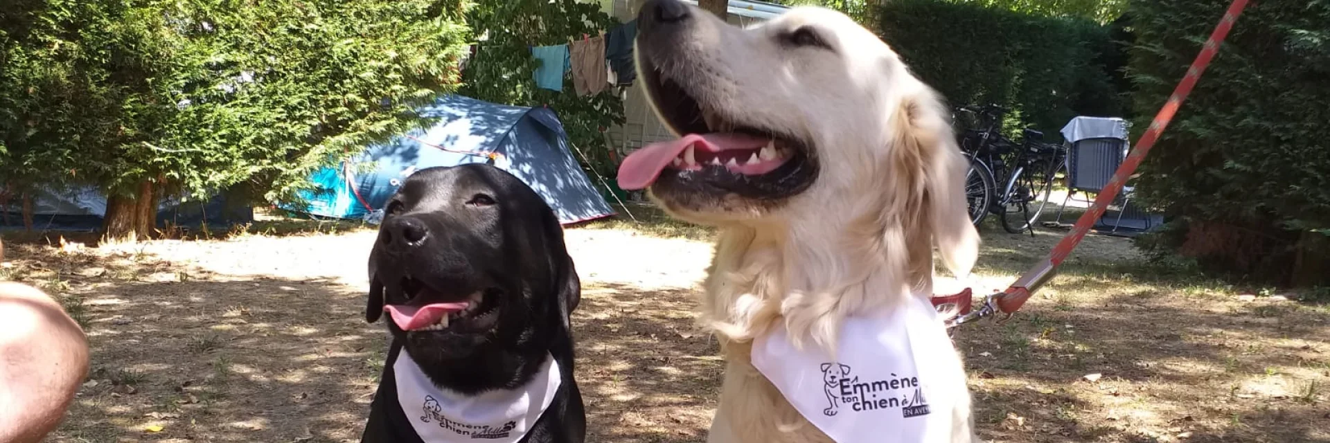 Brigade S Rencontre Toutoux Emmene Ton Chien Exploremillau 14